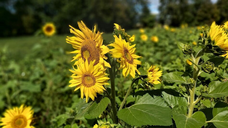 Wanderung Hoamatweg, Hofkirchen - Touren-Impression #2.3 | © Oststeiermark Tourismus