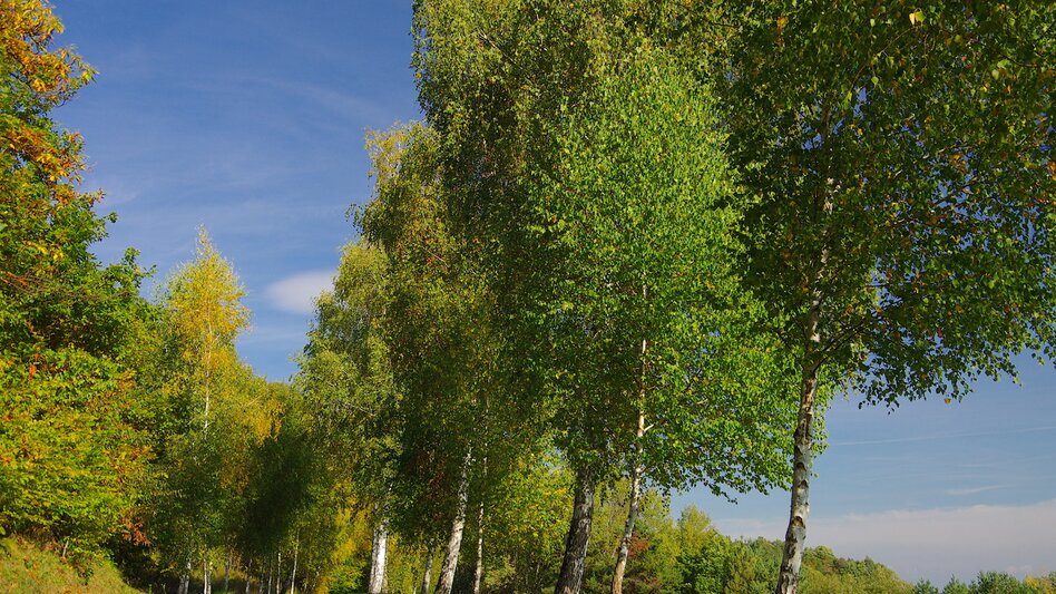 Hiking route Tree circle path (Baumkreisweg) - Touren-Impression #2.3 | © Thermen- & Vulkanland