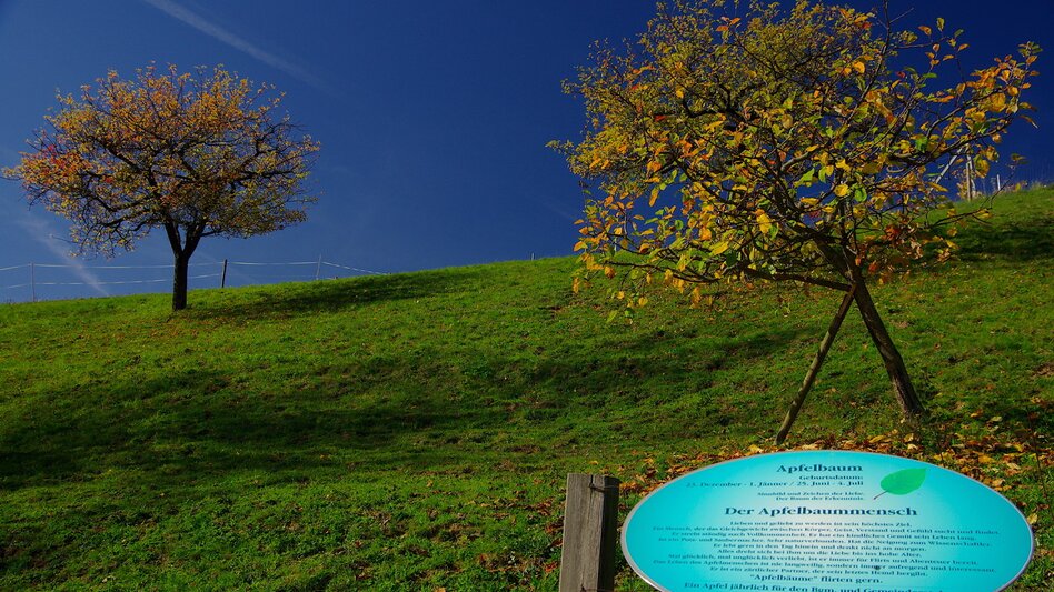 Hiking route Tree circle path (Baumkreisweg) - Touren-Impression #2.4 | © Thermen- & Vulkanland