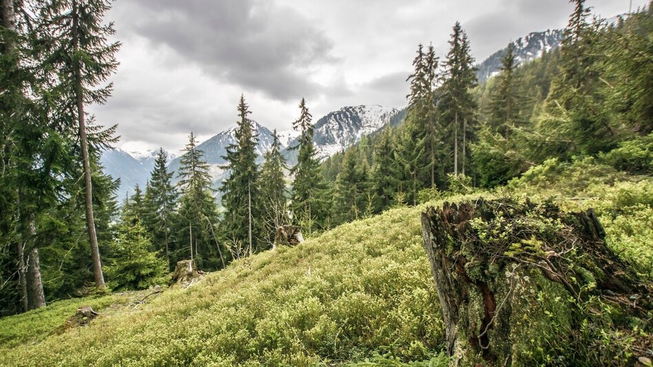 Wanderung Hochwurzen - Rossfeld - Guschen - Touren-Impression #2.19 | © Tourismusverband Schladming