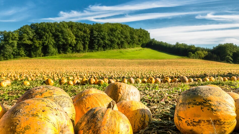 Bike Riding Styrian Wine Country Cycle Trail - Touren-Impression #2.8 | © Steiermark Tourismus/Wolfgang Jauk
