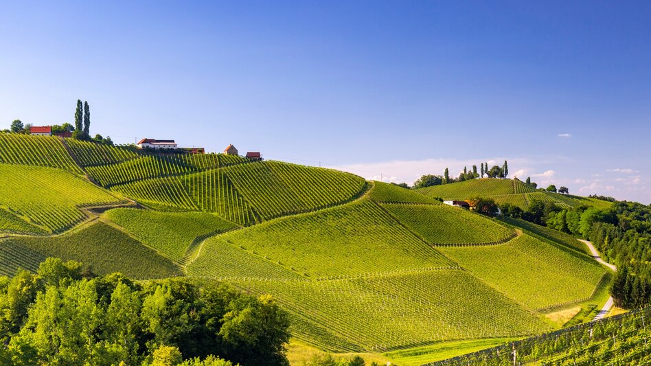 Bike Riding Styrian Wine Country Cycle Trail - Touren-Impression #2.11 | © Steiermark Tourismus/Harry Schiffer
