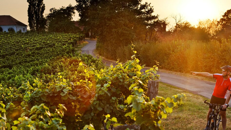 Bike Riding Styrian Wine Country Cycle Trail - Touren-Impression #2.12 | © (c) TV Bad Radkersburg/Bernhard Bergmann
