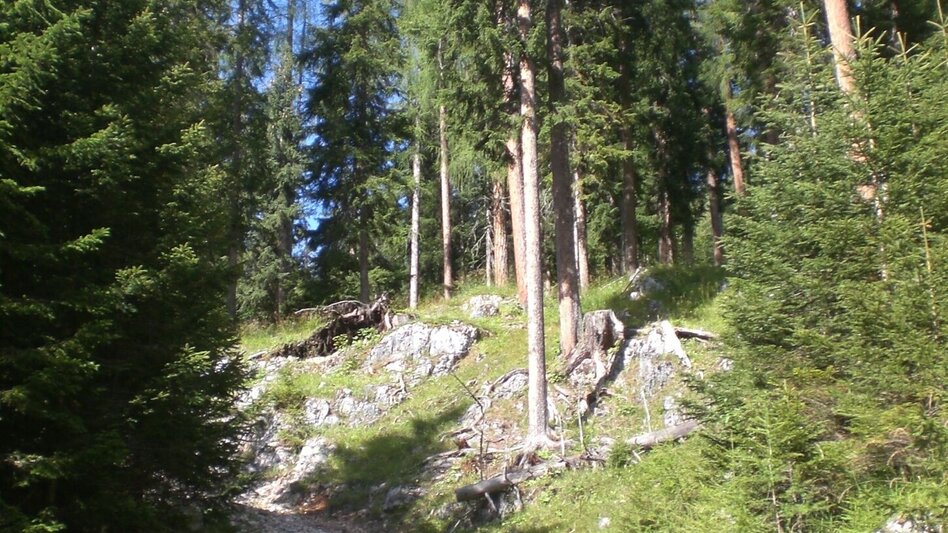 Wanderung Viehbergalm - Miesbodensee - Touren-Impression #2.9 | © Erlebnisregion Schladming-Dachstein