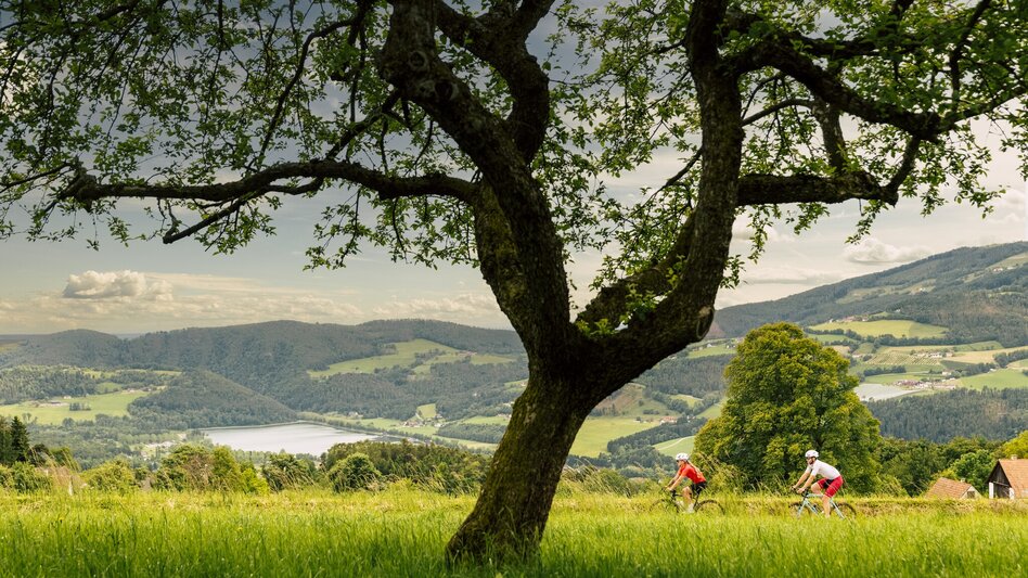 Road Cycling Apfelland & Almenland Tour - Touren-Impression #2.2