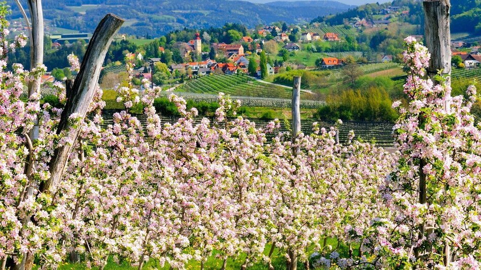Road Cycling Apfelland Tour - Touren-Impression #2.4 | © Oststeiermark Tourismus