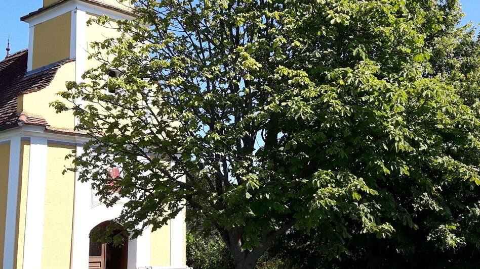 Road Cycling Ilztal Tour - Touren-Impression #2.2 | © Oststeiermark Tourismus