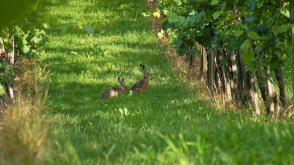 Hiking route Short wine tavern tour, Stubenberg - Touren-Impression #2.1 | © Oststeiermark Tourismus