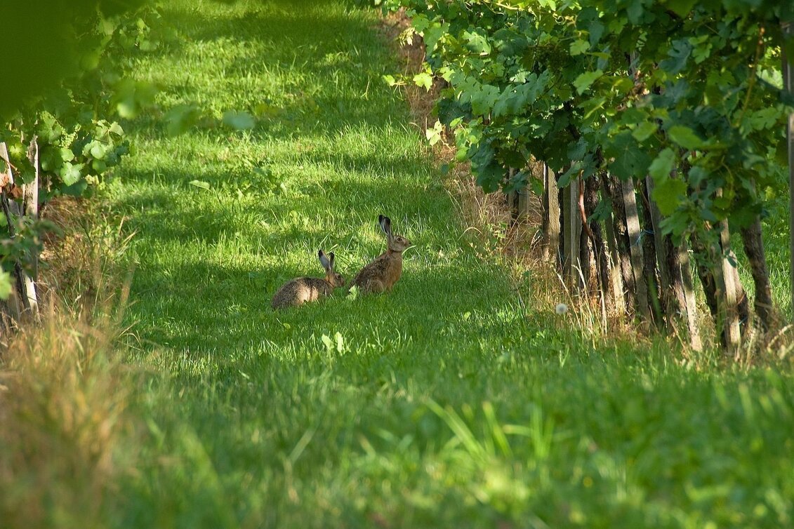 Hiking route Short wine tavern tour, Stubenberg - Touren-Impression #1 | © Oststeiermark Tourismus