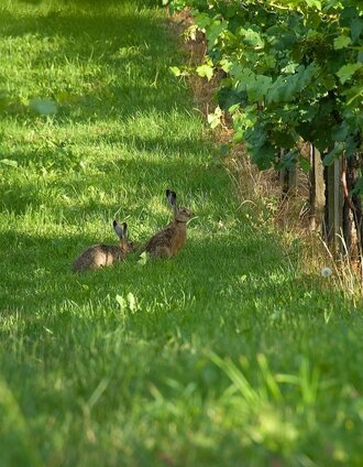 Weingarten ©Ewald Neffe | Ewald Neffe | © Oststeiermark Tourismus