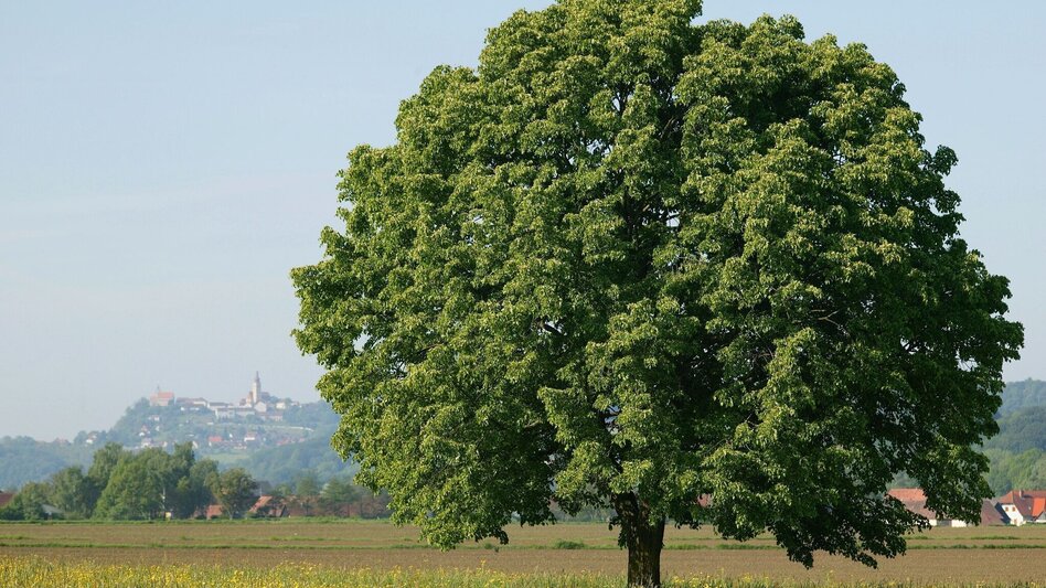Radfahren Kraftquellen-Tour - Touren-Impression #2.5 | © Thermen- & Vulkanland