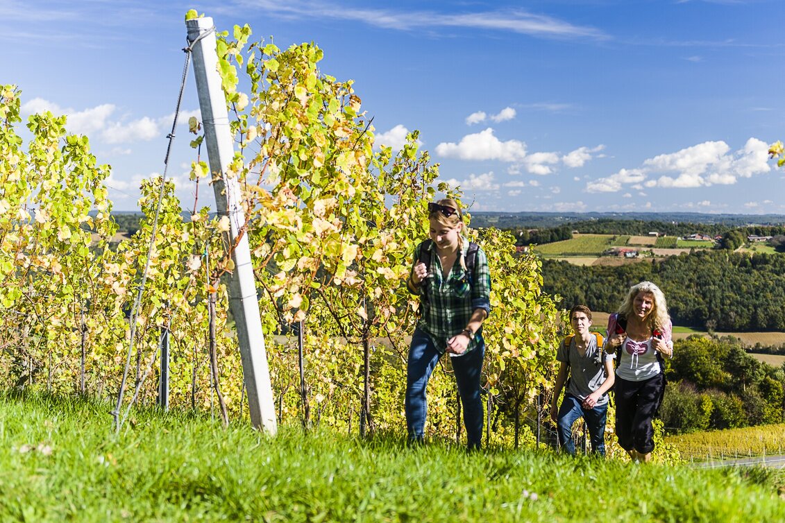 Hiking route Traminerweg, Klöch, 2nd section, "Around the Hochwarth". (Traminerweg, Klöch, 2. Abschnitt, "Rund um den Hochwarth" ) - Touren-Impression #1 | © Thermen- & Vulkanland