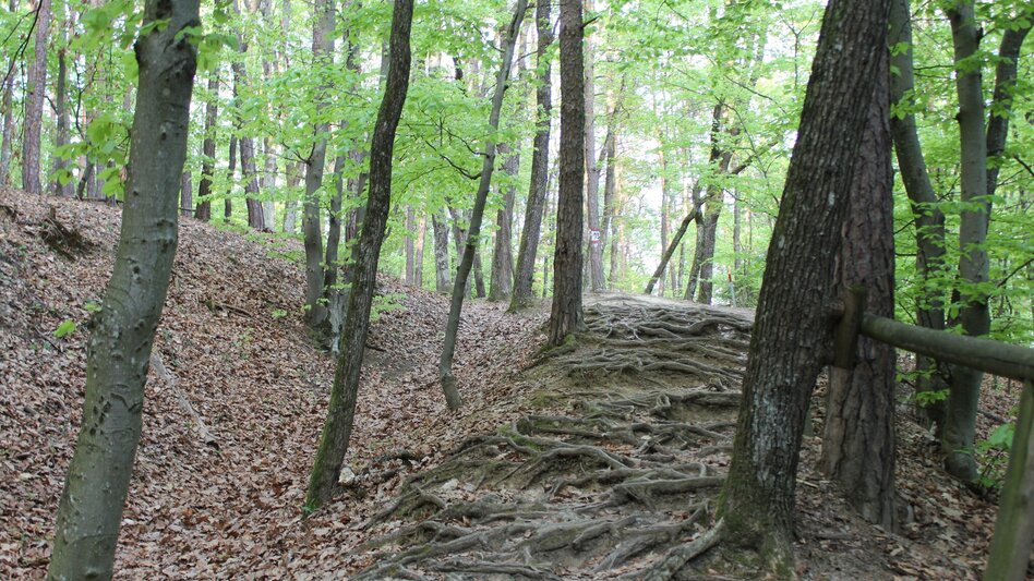Theme path Kogel circular trail (Kogelrundweg) - Touren-Impression #2.8 | © Erlebnisregion Thermen- & Vulkanland