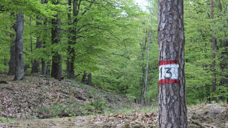 Theme path Kogel circular trail (Kogelrundweg) - Touren-Impression #2.9 | © Thermen- & Vulkanland