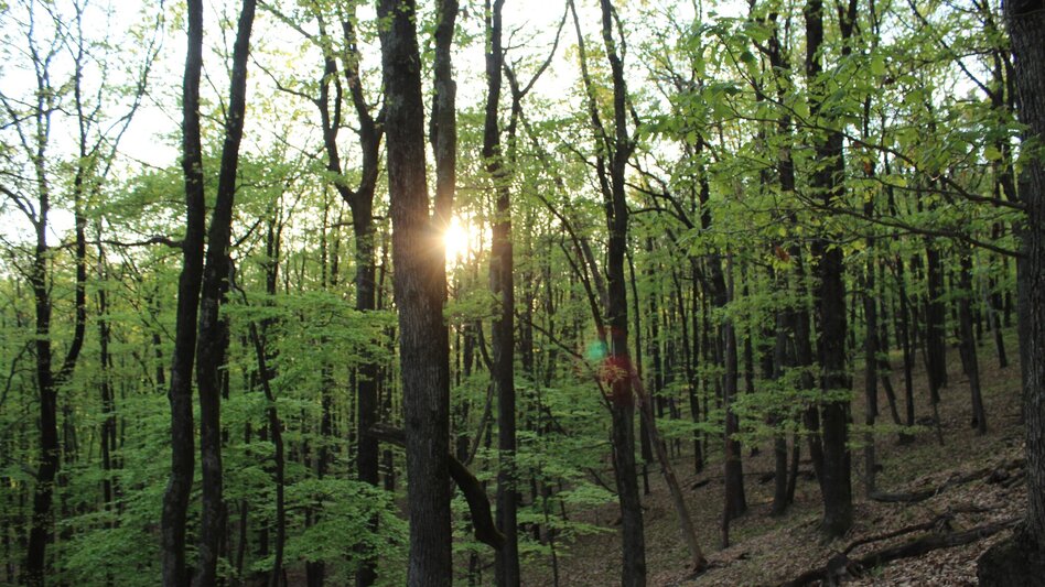 Theme path Kogel circular trail (Kogelrundweg) - Touren-Impression #2.10 | © Erlebnisregion Thermen- & Vulkanland