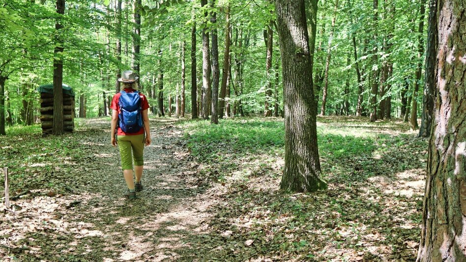 Hiking route Traminerweg Klöch, 1st section, Around the Seindl (Traminerweg Klöch, 1. Abschnitt, Rund um den Seindl ) - Touren-Impression #2.6 | © Thermen- & Vulkanland