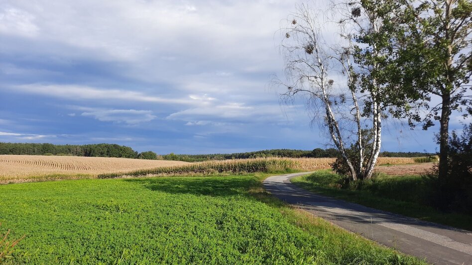 Theme path Celtic tree trail (Keltischer-Baumkreis-Weg) - Touren-Impression #2.5 | © Thermen- & Vulkanland