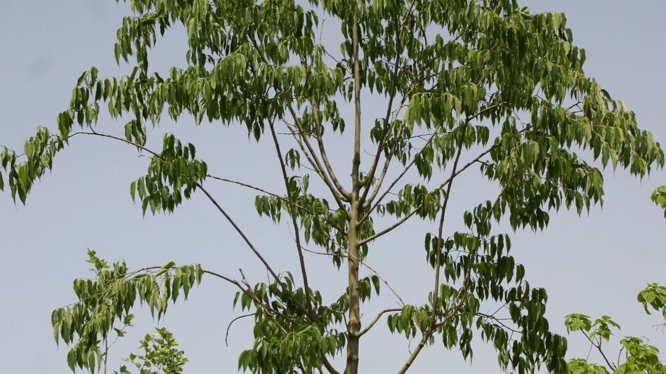 Theme path Celtic tree trail (Keltischer-Baumkreis-Weg) - Touren-Impression #2.6 | © Erlebnisregion Thermen- & Vulkanland