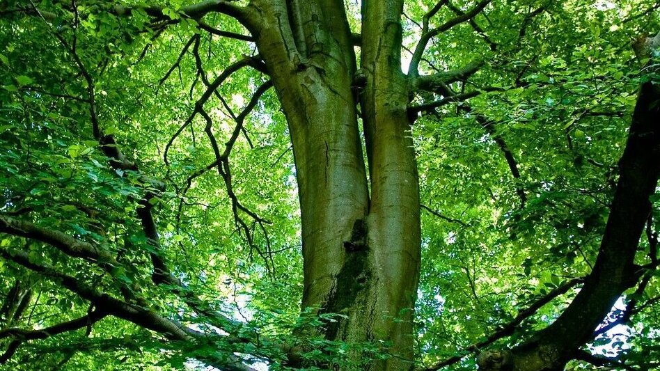 Theme path Celtic tree trail (Keltischer-Baumkreis-Weg) - Touren-Impression #2.7 | © Thermen- & Vulkanland