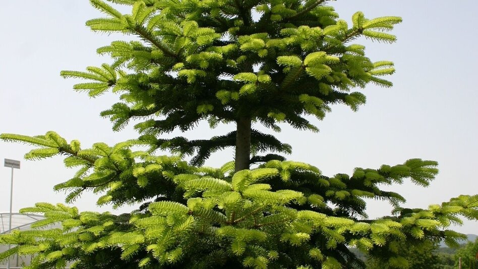 Theme path Celtic tree trail (Keltischer-Baumkreis-Weg) - Touren-Impression #2.8 | © Thermen- & Vulkanland