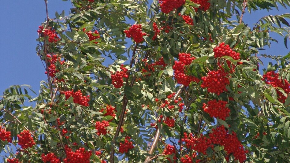 Theme path Celtic tree trail (Keltischer-Baumkreis-Weg) - Touren-Impression #2.9 | © Thermen- & Vulkanland