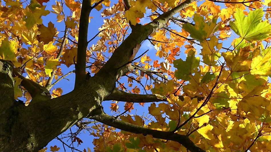 Theme path Celtic tree trail (Keltischer-Baumkreis-Weg) - Touren-Impression #2.10 | © Thermen- & Vulkanland