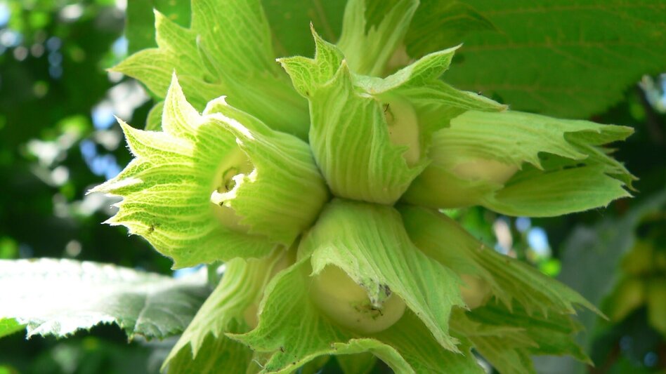Theme path Celtic tree trail (Keltischer-Baumkreis-Weg) - Touren-Impression #2.11 | © Thermen- & Vulkanland