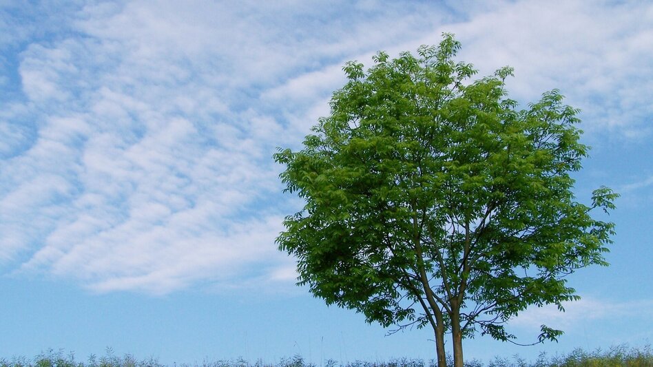 Theme path Celtic tree trail (Keltischer-Baumkreis-Weg) - Touren-Impression #2.12 | © Thermen- & Vulkanland