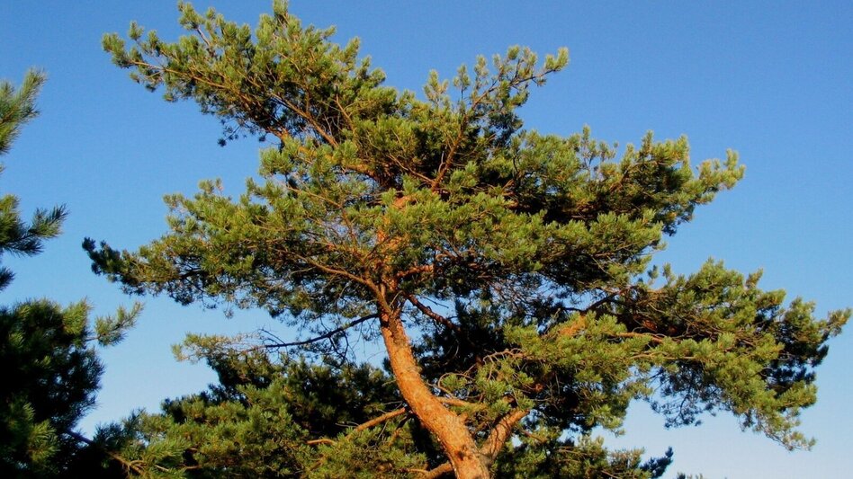 Theme path Celtic tree trail (Keltischer-Baumkreis-Weg) - Touren-Impression #2.13 | © Thermen- & Vulkanland