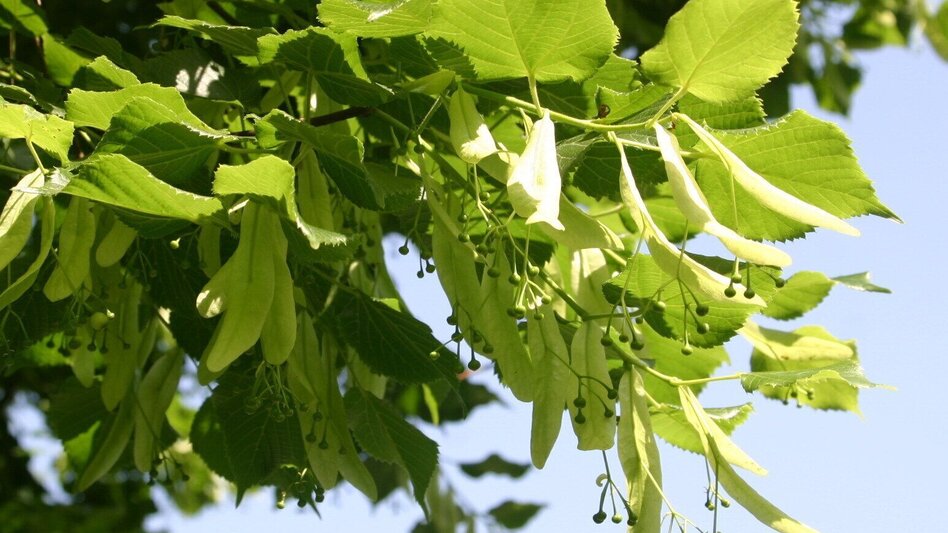Theme path Celtic tree trail (Keltischer-Baumkreis-Weg) - Touren-Impression #2.14 | © Erlebnisregion Thermen- & Vulkanland