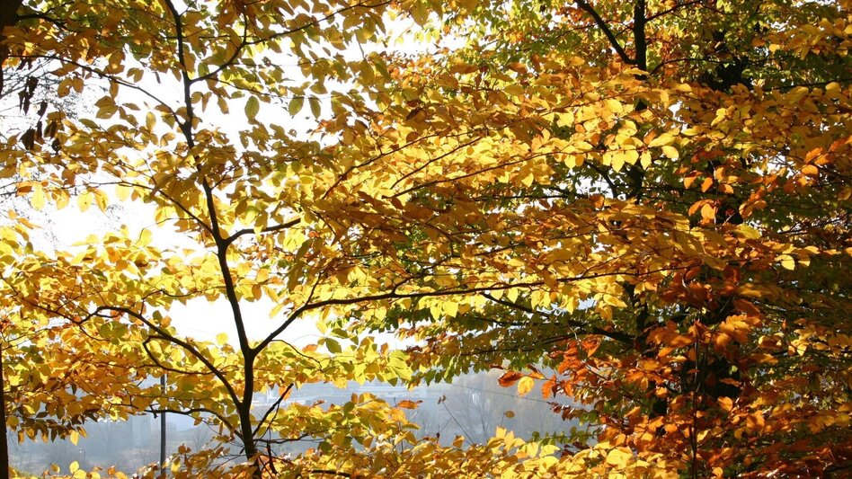 Jogging Merkendorf round 1 (Merkendorf-Runde 1) - Touren-Impression #2.6 | © Thermen- & Vulkanland