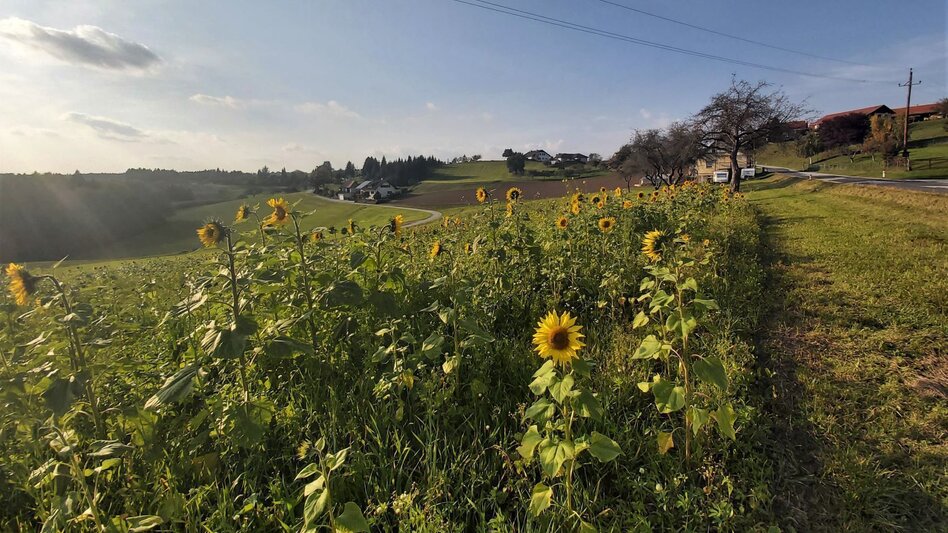 Bike Riding Sun tour, Gleisdorf - Touren-Impression #2.4 | © Oststeiermark Tourismus