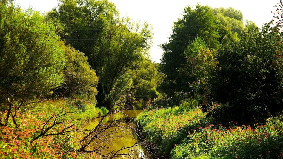 Bike Riding Uhudler bike trail - B72 (Uhudler-Radweg) - Touren-Impression #2.1 | © Erlebnisregion Thermen- & Vulkanland