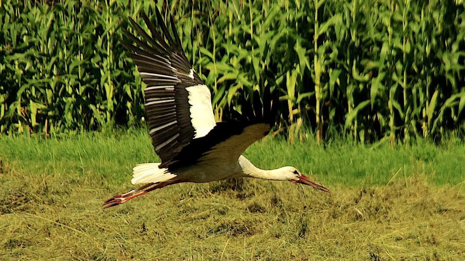 Bike Riding Uhudler bike trail - B72 (Uhudler-Radweg) - Touren-Impression #2.2 | © Erlebnisregion Thermen- & Vulkanland