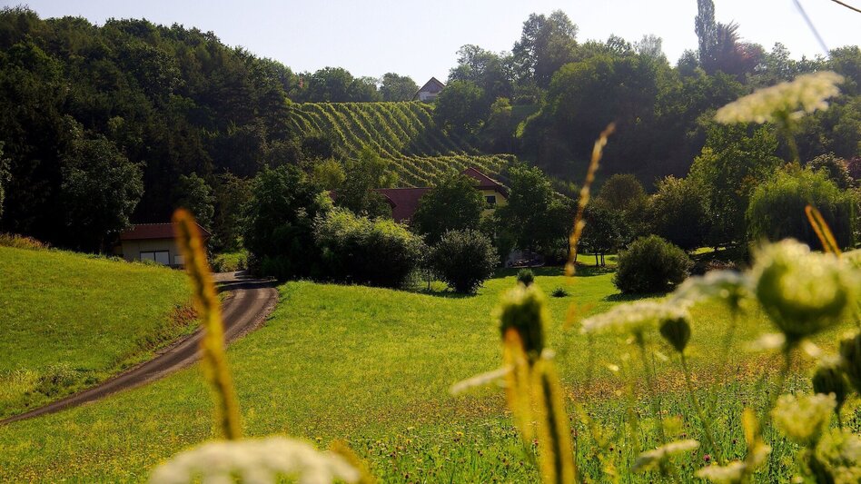 Bike Riding Uhudler bike trail - B72 (Uhudler-Radweg) - Touren-Impression #2.3 | © Thermen- & Vulkanland