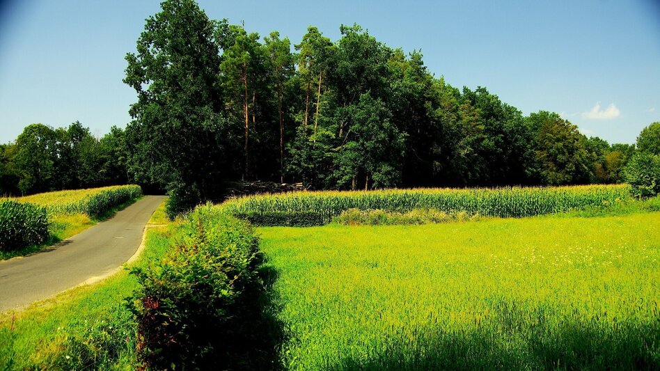 Bike Riding B71 Thermal spa bike path/Region Jennersdorf - Touren-Impression #2.3 | © Thermen- & Vulkanland