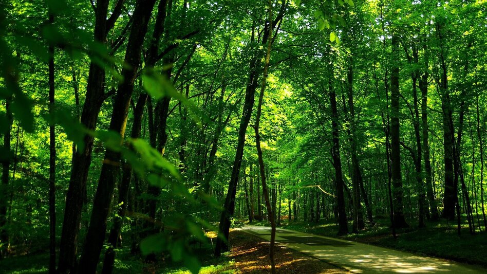 Bike Riding B71 Thermal spa bike path/Region Jennersdorf - Touren-Impression #2.4 | © Thermen- & Vulkanland