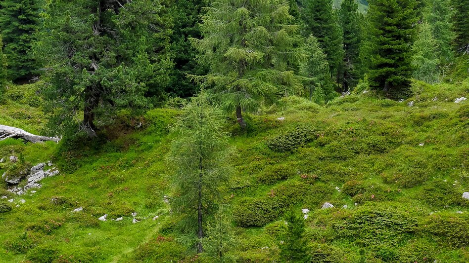 Wanderung Etappe 02 Vom Gletscher zum Wein Nordroute Guttenberghaus - Stoderzinken - Touren-Impression #2.5 | © (c) Steiermark Tourismus/Manfred Polansky
