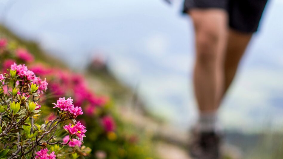 Wanderung Etappe 04 Vom Gletscher zum Wein Nordroute Variante Bad Mitterndorf - Tauplitzalm mit Tauplitz-Sesselbahn - Touren-Impression #2.1 | © Steiermark Tourismus/Tom Lamm