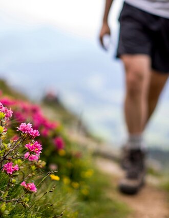 Almrauschblüte | Tom Lamm | © Steiermark Tourismus/Tom Lamm