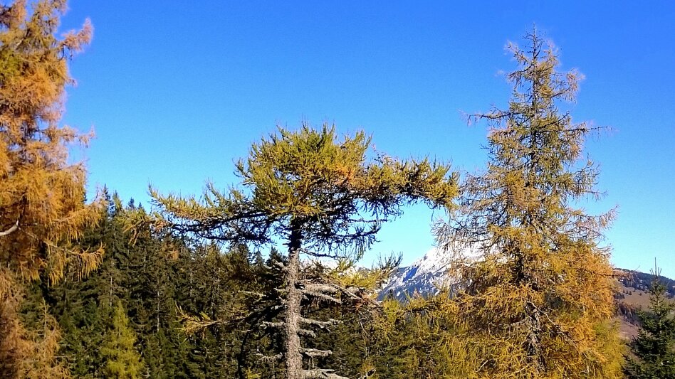 Wanderung Etappe 16 Vom Gletscher zum Wein Nordroute Seewiesen - Veitsch Graf Meran Haus - Touren-Impression #2.5 | © Andreas Steininger