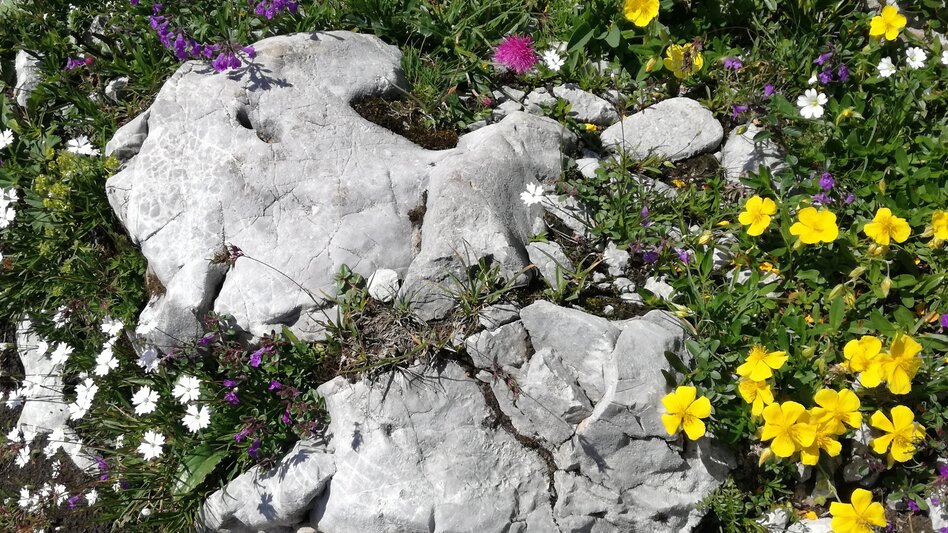 Wanderung Etappe 18 Vom Gletscher zum Wein Nordroute Neuberg an der Mürz - Schneealm - Touren-Impression #2.4 | © Günther Steininger