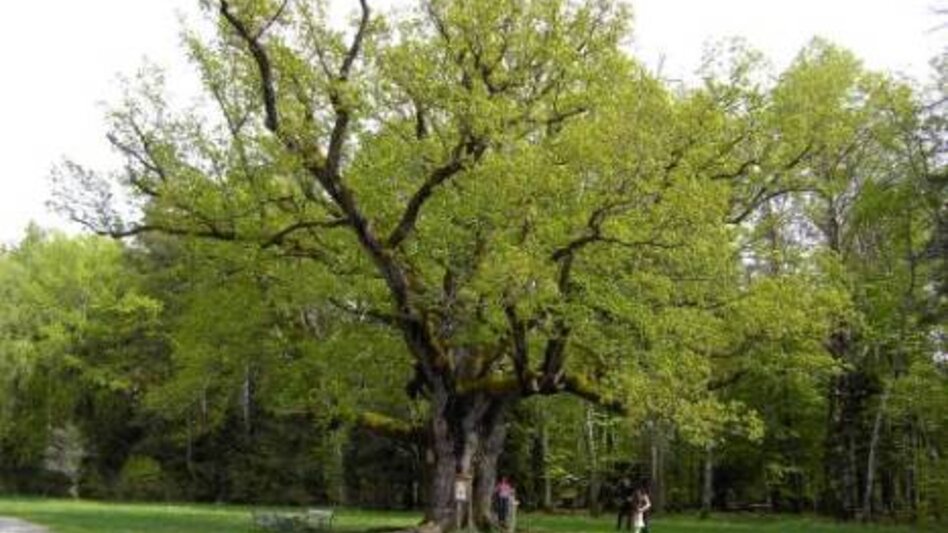 Wanderung Etappe 29 Vom Gletscher zum Wein Nordroute Bad Waltersdorf - Fürstenfeld - Touren-Impression #2.5 | © Erlebnisregion Thermen- & Vulkanland