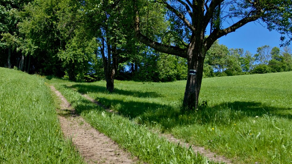 Wanderung Etappe 28 Vom Gletscher zum Wein Nordroute Hartberg - Bad Waltersdorf - Touren-Impression #2.6 | © Steiermark Tourismus/Leo Himsl