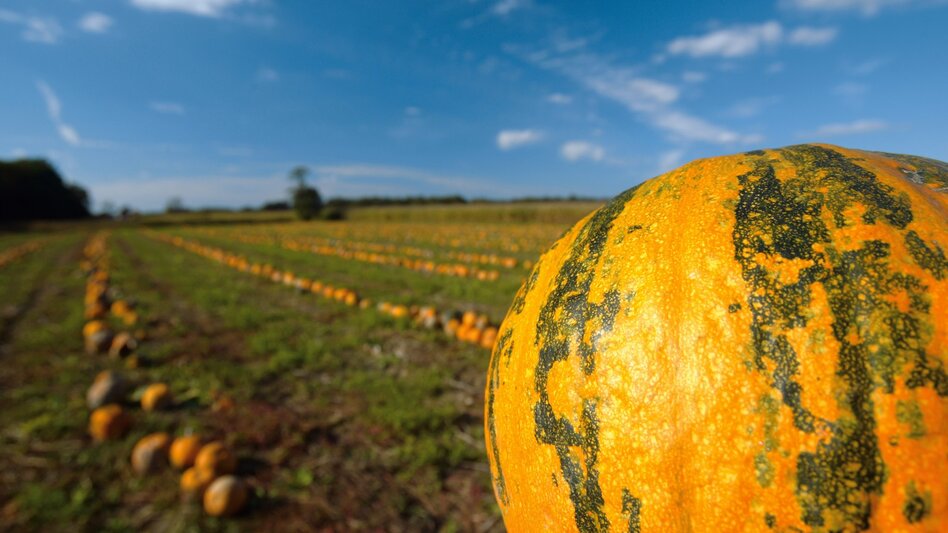 Wanderung Etappe 35 Vom Gletscher zum Wein Nordroute Klöch - Bad Radkersburg - Touren-Impression #2.3 | © Steiermark Tourismus/Harry Schiffer