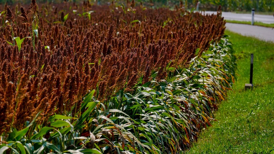 Wanderung Etappe 35 Vom Gletscher zum Wein Nordroute Klöch - Bad Radkersburg - Touren-Impression #2.4 | © Steiermark Tourismus/Manfred Polansky