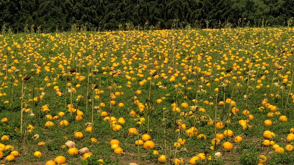 Wanderung Etappe 35 Vom Gletscher zum Wein Nordroute Klöch - Bad Radkersburg - Touren-Impression #2.5 | © (c) Steiermark Tourismus/Manfred Polansky