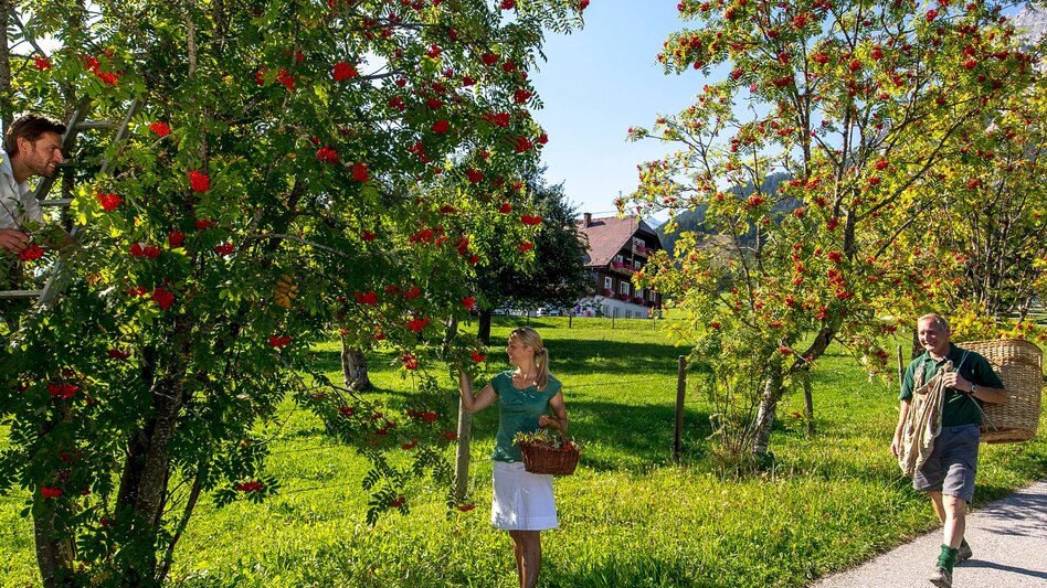 Hiking route Stage 02 From Glacier to Wine South Route Guttenberghaus - Rohrmoos - Touren-Impression #2.4 | © Steiermark Tourismus/Tom Lamm