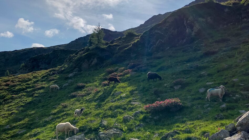 Hiking route Stage 05 From Glacier to Wine South Route Keinprechthütte - Gollinghütte - Touren-Impression #2.4 | © Steiermark Tourismus/Martina Traisch