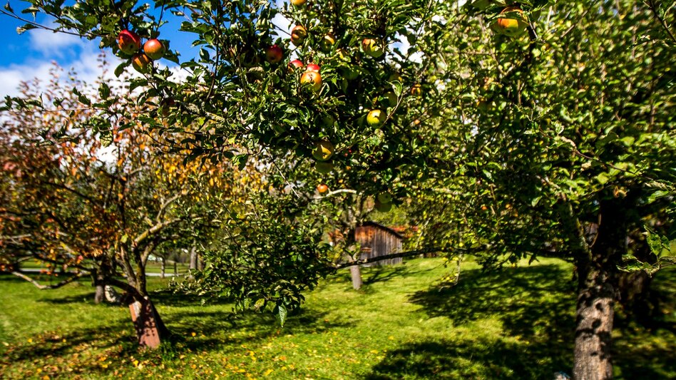 Wanderung Etappe 10 Vom Gletscher zum Wein Südroute St. Peter am Kammersberg - Murau - Touren-Impression #2.3 | © Steiermark Tourismus/Tom Lamm
